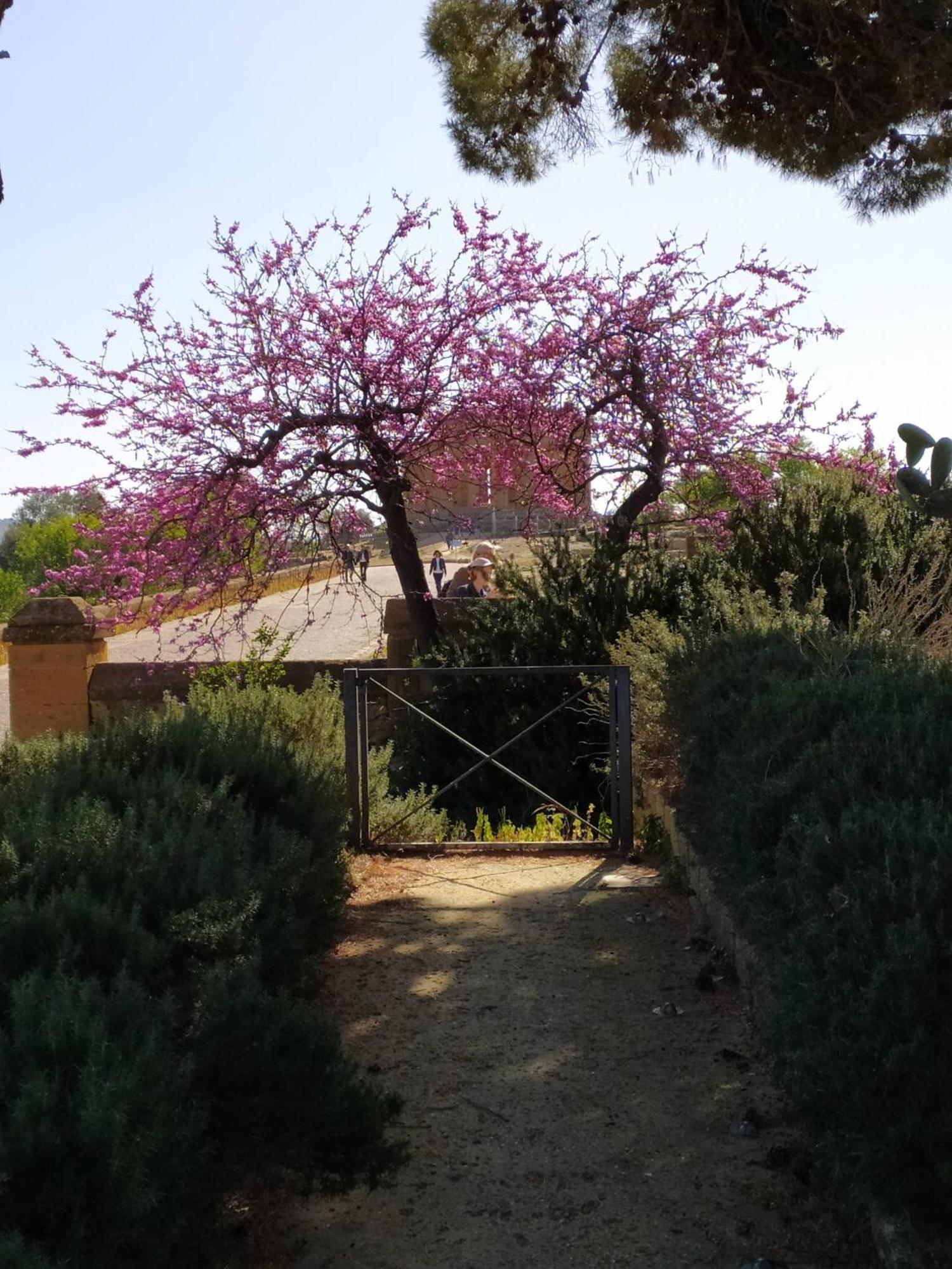 Atena Apartments Agrigento Kültér fotó